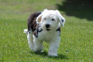 养古牧要注意什么