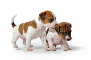 狗粮怎么喂幼犬