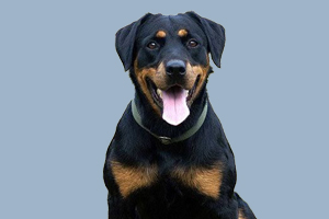 罗威纳犬怎么喂养