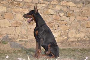 杜宾犬耳朵立不起来怎么办