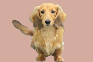 长毛腊肠犬优缺点是什么