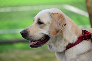 拉布拉多猎犬缺点是什么