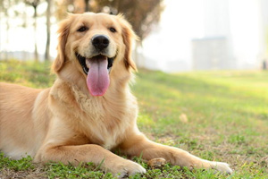 金毛犬怎么养最好