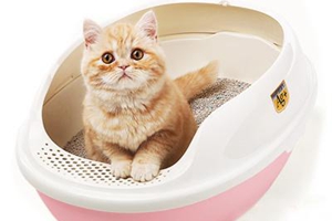 如何挑选猫砂