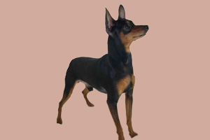 迷你杜宾犬的缺点有哪些