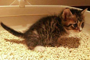 小猫吃猫砂怎么办