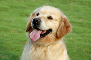 金毛犬吃什么食物