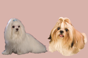 马尔济斯犬和西施犬的区别是什么