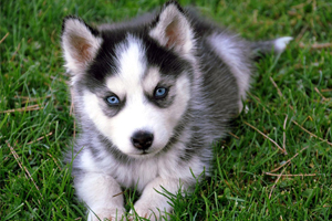 一个月的哈士奇怎么养