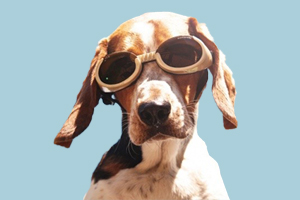 飞机托运宠物需要什么手续