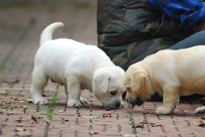 小狗狗耳朵怎么清理