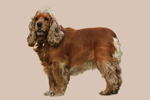 美国可卡的脾气怎么样