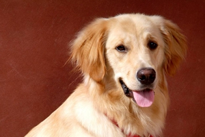 养小狗狗要注意些什么