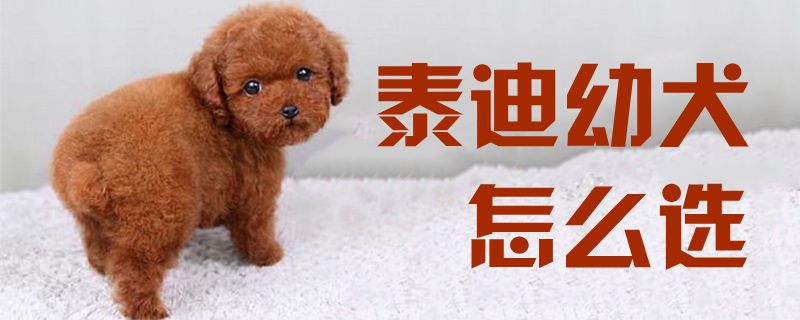 泰迪幼犬怎么选2