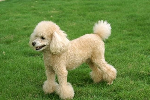 狗狗剪毛不听话怎么办