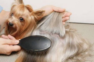 狗狗毛发干燥怎么办