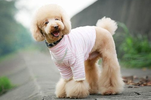 狗狗毛发护理注意事项有哪些