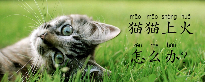 猫猫上火怎么办