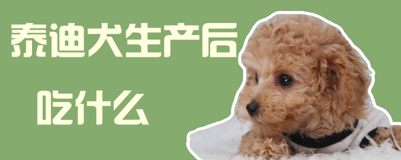 泰迪犬生產後吃什麼1