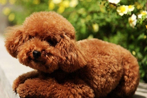 泰迪狗狗怎么剪指甲