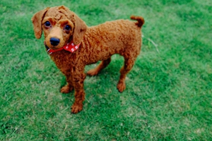 泰迪狗狗嘴巴臭怎么办