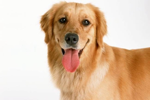 金毛狗狗嘴巴臭怎么办