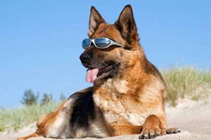 狗狗牙齿松动怎么办