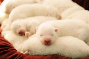 狗狗生产完吃什么下奶