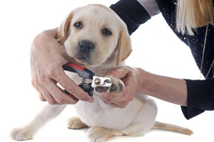 狗狗指甲剪出血了怎么办