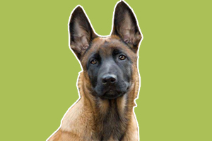 马犬标准是什么