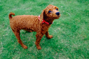 泰迪狗狗吃什么对毛色好