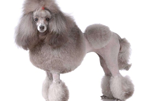 贵宾狗吃什么对毛色好