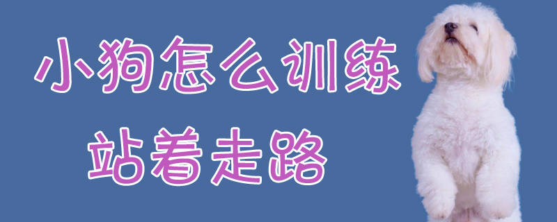 小狗怎麼訓練站著走路