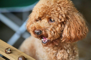 泰迪狗有口臭怎么办