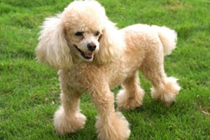 贵宾狗上火了怎么办