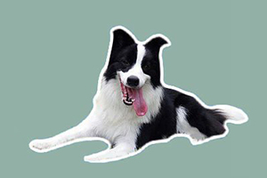 边境牧羊犬吃什么