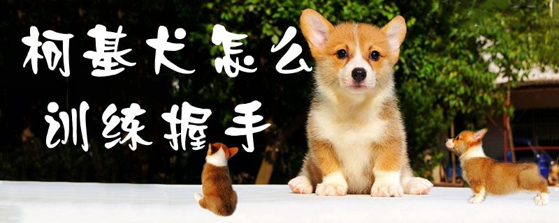 柯基犬怎麼訓練握手1