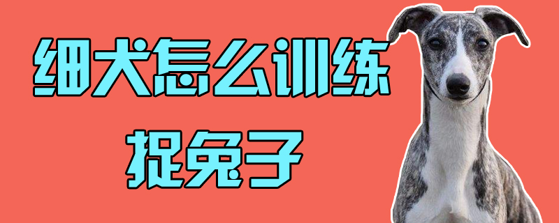 細犬怎麼訓練捉兔子