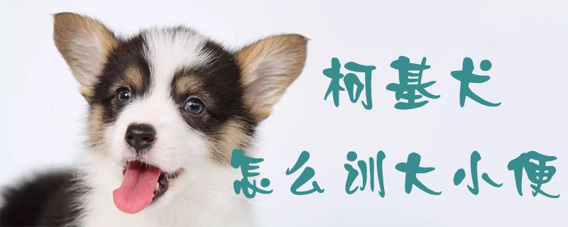 柯基犬怎麼訓大小便1