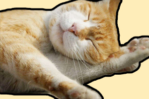 猫猫睡觉抽搐是为什么