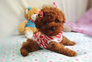 小泰迪狗粮怎么喂