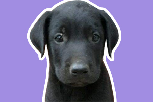 黑狼犬幼犬怎样喂养