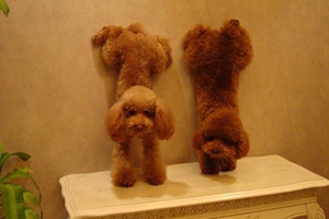 泰迪狗狗怎么剪毛