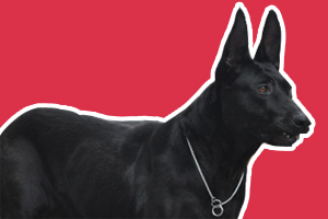 黑狼犬怎么挑选