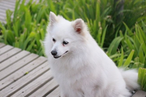 养银狐犬的注意事项是什么