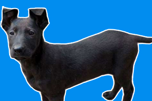 黑狼犬幼犬挑选怎么挑