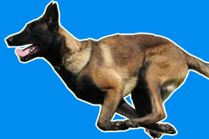 马犬的优点和缺点是什么