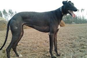 格力犬怎么喂养