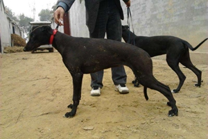 格力犬幼犬的喂养方法是什么