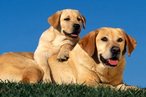 纯种拉布拉多犬如何喂养